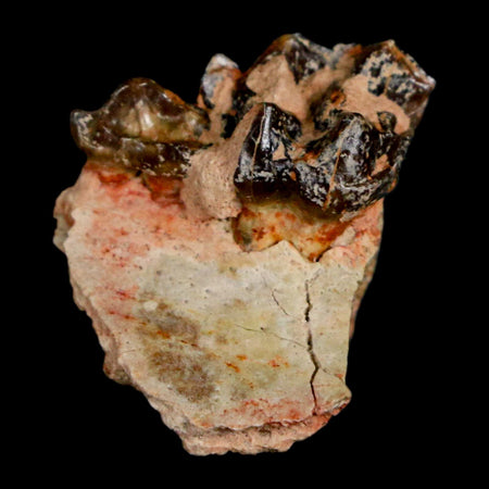 1" Mesohippus Fossil Teeth Jaw Three Toed Horse Oligocene Age SD Badlands COA