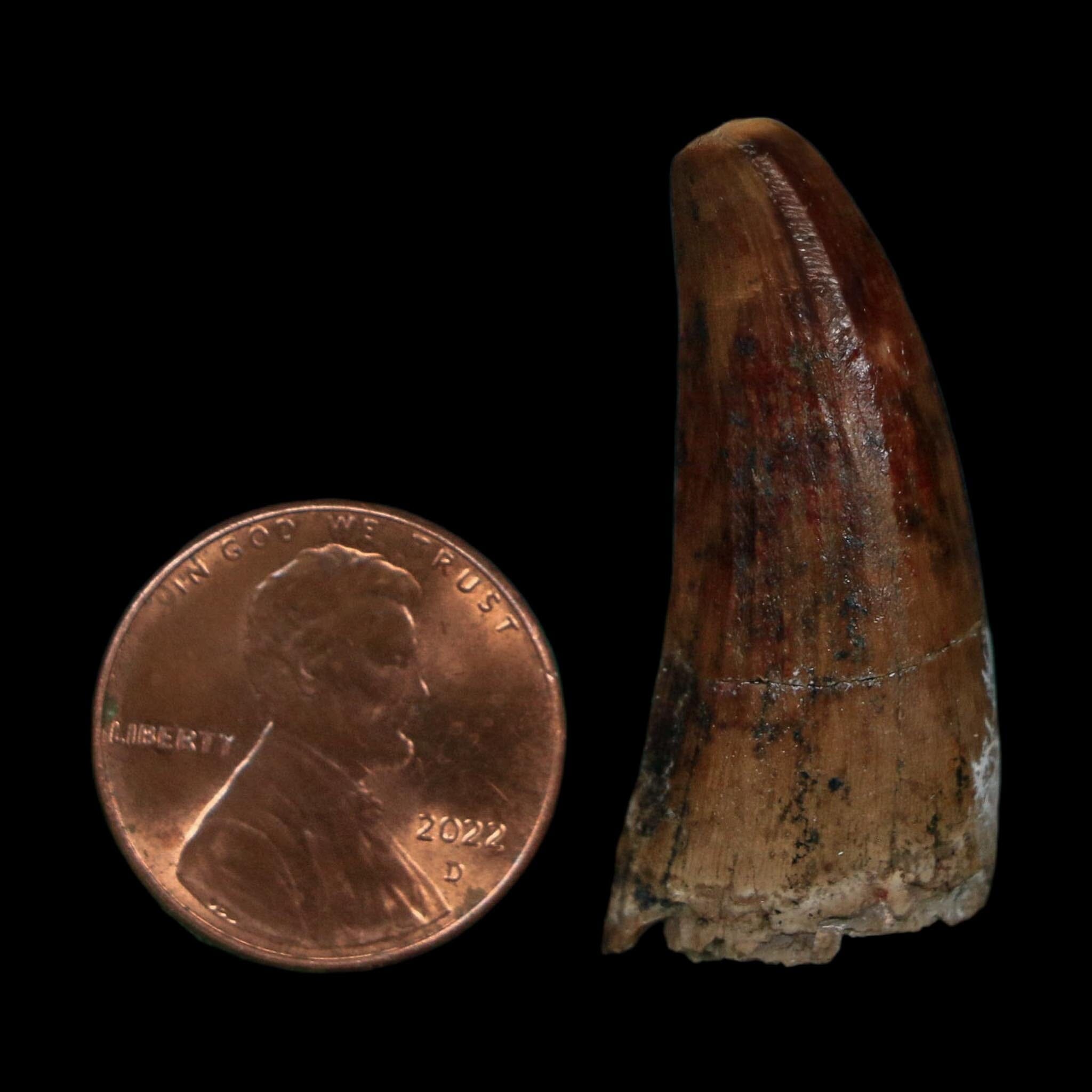 1.3" Suchomimus Fossil Tooth Cretaceous Spinosaurid Dinosaur Elraz FM Niger COA