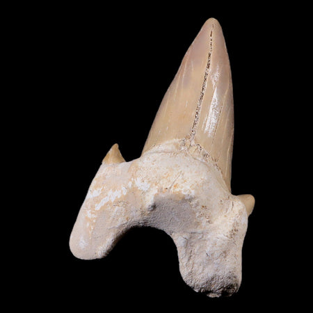 2.6" Otodus Obliquus Shark Fossil Tooth Specimen Oued Zem Morocco COA