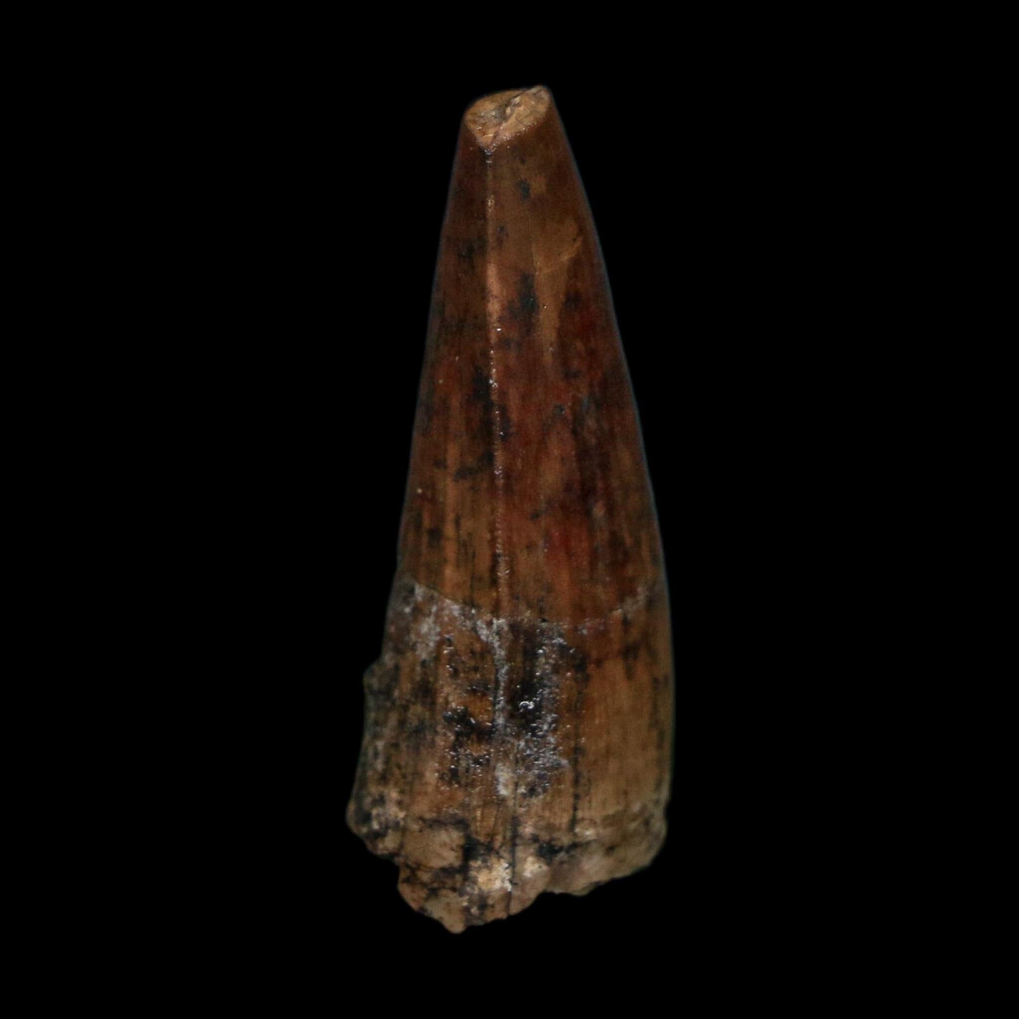 1.3" Suchomimus Fossil Tooth Cretaceous Spinosaurid Dinosaur Elraz FM Niger COA