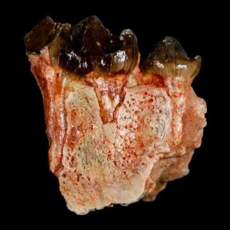 1" Mesohippus Fossil Teeth Jaw Three Toed Horse Oligocene Age SD Badlands COA