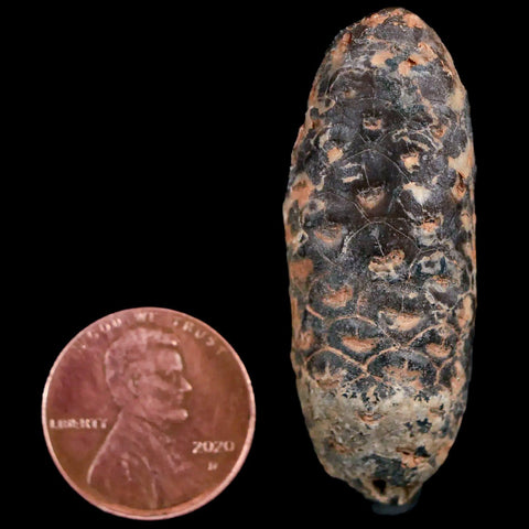1.8 Fossil Pine Cone Equicalastrobus Replaced By Agate Eocene Age Seeds Fruit - Fossil Age Minerals