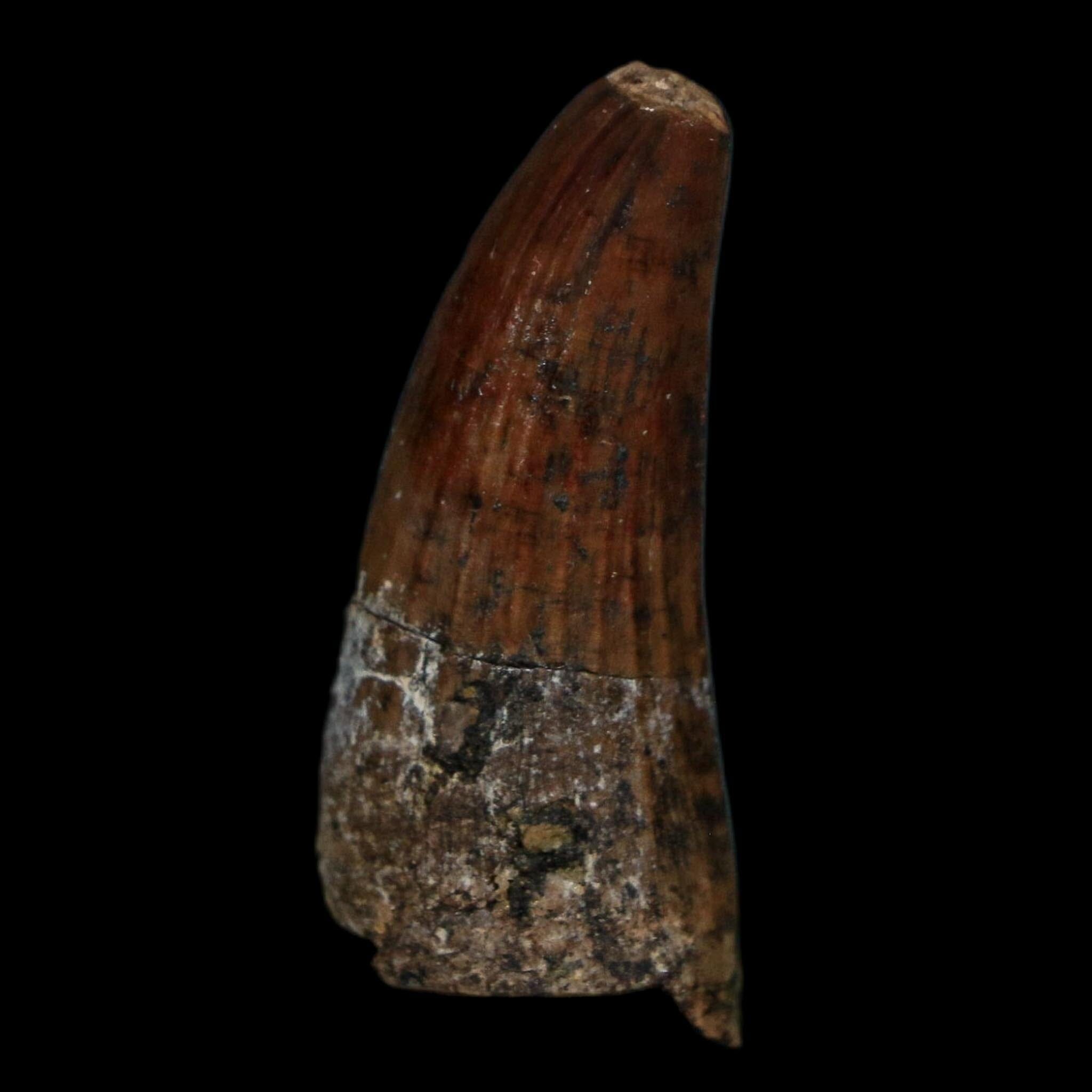 1.3" Suchomimus Fossil Tooth Cretaceous Spinosaurid Dinosaur Elraz FM Niger COA