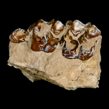 1.1" Mesohippus Fossil Teeth Jaw Three Toed Horse Oligocene Age SD Badlands COA