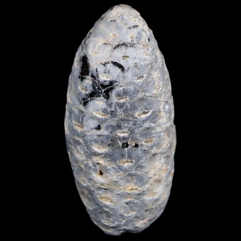 1.5 Fossil Pine Cone Equicalastrobus Replaced By Agate Eocene Age Seeds Fruit - Fossil Age Minerals