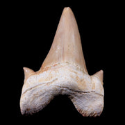 1.9" Otodus Obliquus Shark Fossil Tooth Specimen Oued Zem Morocco COA