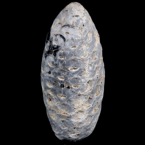 1.5 Fossil Pine Cone Equicalastrobus Replaced By Agate Eocene Age Seeds Fruit - Fossil Age Minerals