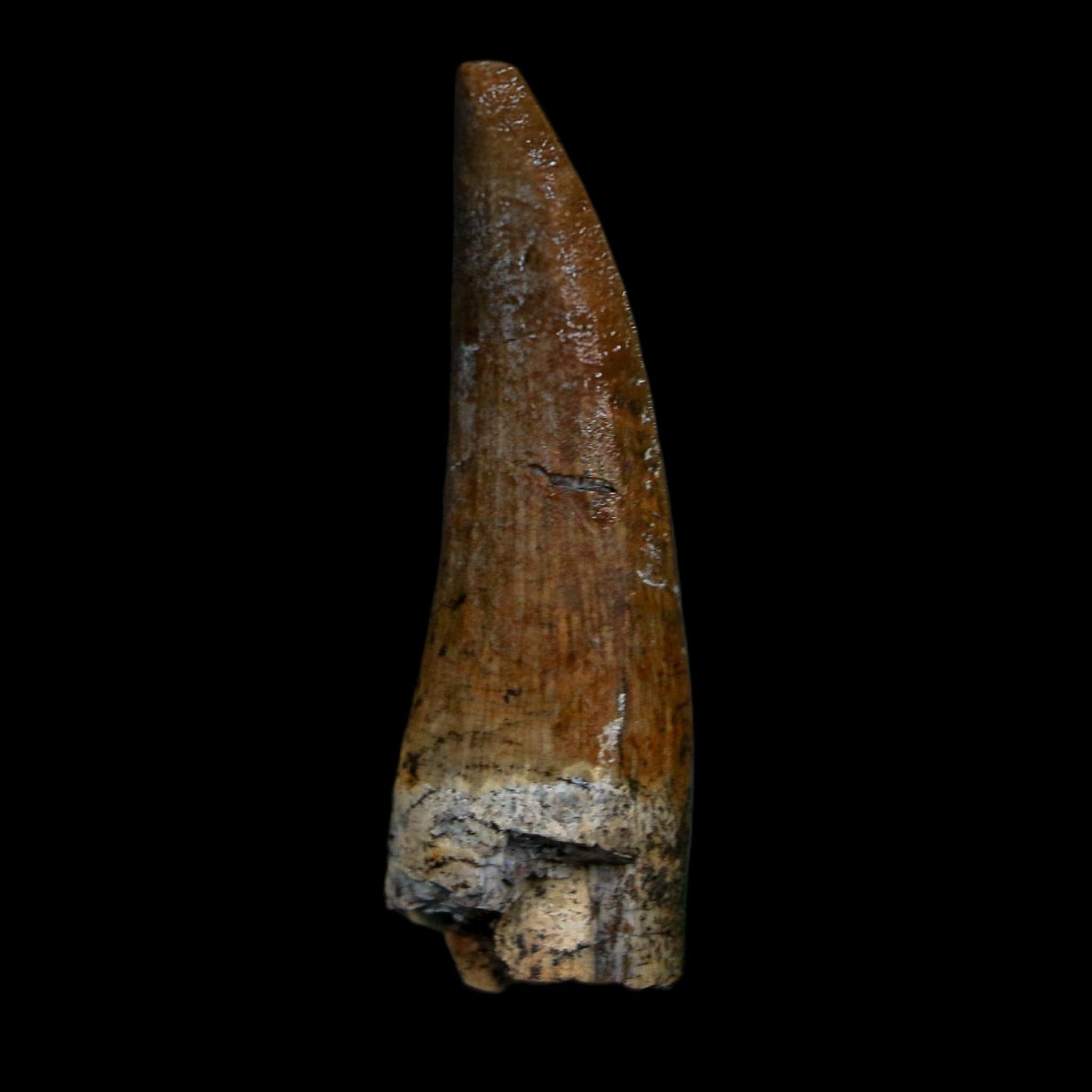1.7" Suchomimus Fossil Tooth Cretaceous Spinosaurid Dinosaur Elraz FM Niger COA