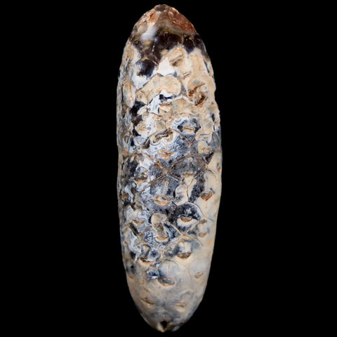 1.8 Fossil Pine Cone Equicalastrobus Replaced By Agate Eocene Age Seeds Fruit - Fossil Age Minerals