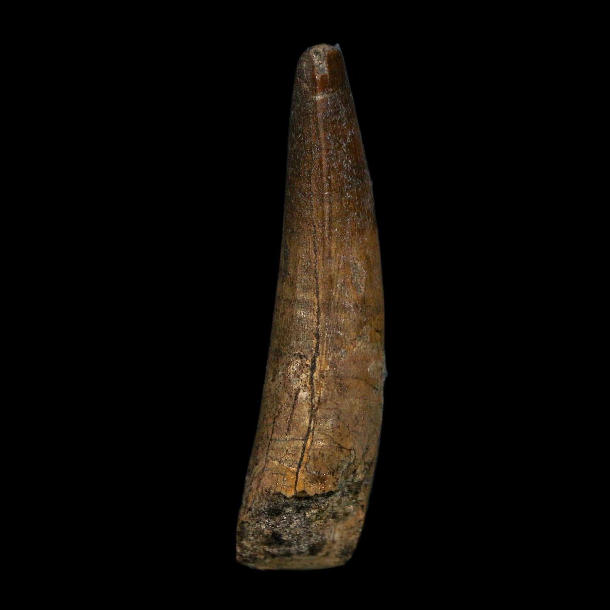 2.2" Suchomimus Fossil Tooth Cretaceous Spinosaurid Dinosaur Elraz FM Niger COA