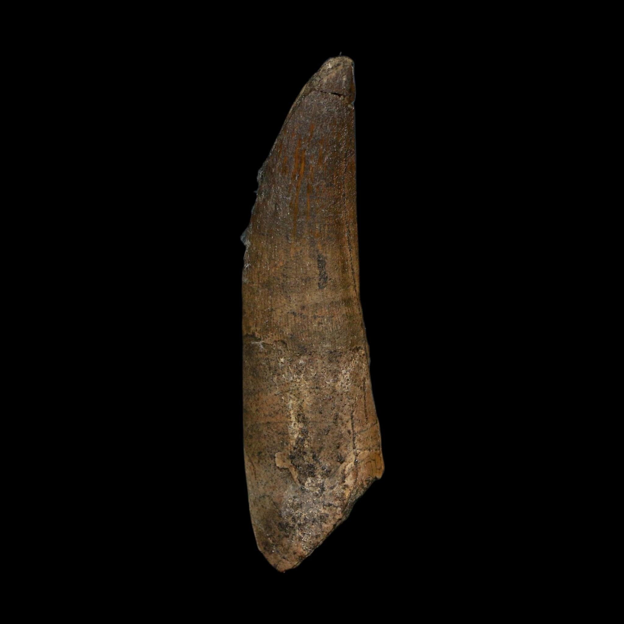 2.2" Suchomimus Fossil Tooth Cretaceous Spinosaurid Dinosaur Elraz FM Niger COA