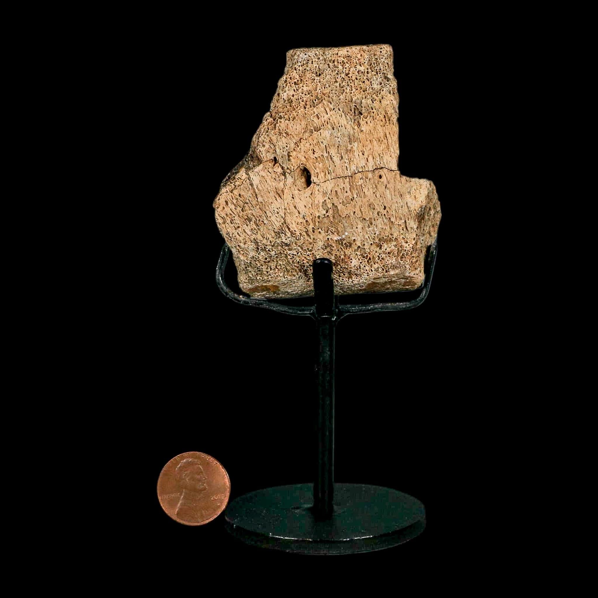2.4" Hadrosaur Dinosaur Fossil Vertebrae Bone Hell Creek FM MT COA Metal Stand - Fossil Age Minerals