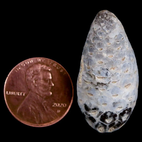 1.3 Fossil Pine Cone Equicalastrobus Replaced By Agate Eocene Age Seeds Fruit - Fossil Age Minerals