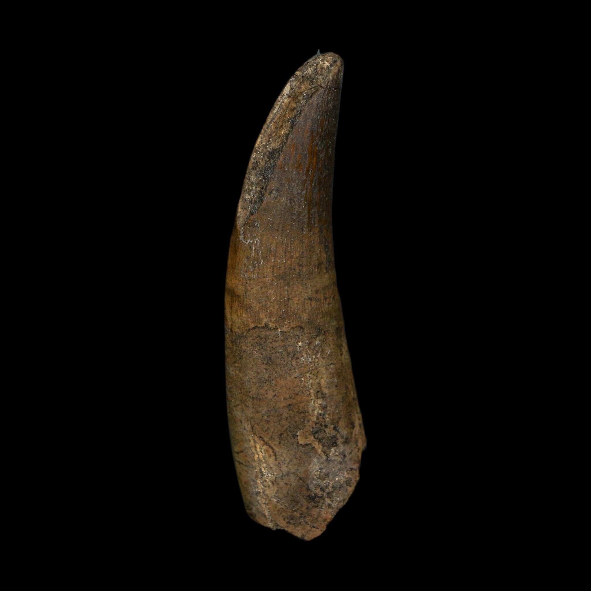 2.2" Suchomimus Fossil Tooth Cretaceous Spinosaurid Dinosaur Elraz FM Niger COA