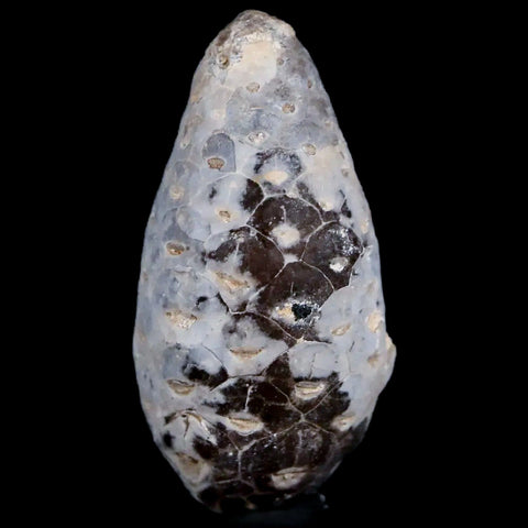 1.3 Fossil Pine Cone Equicalastrobus Replaced By Agate Eocene Age Seeds Fruit - Fossil Age Minerals