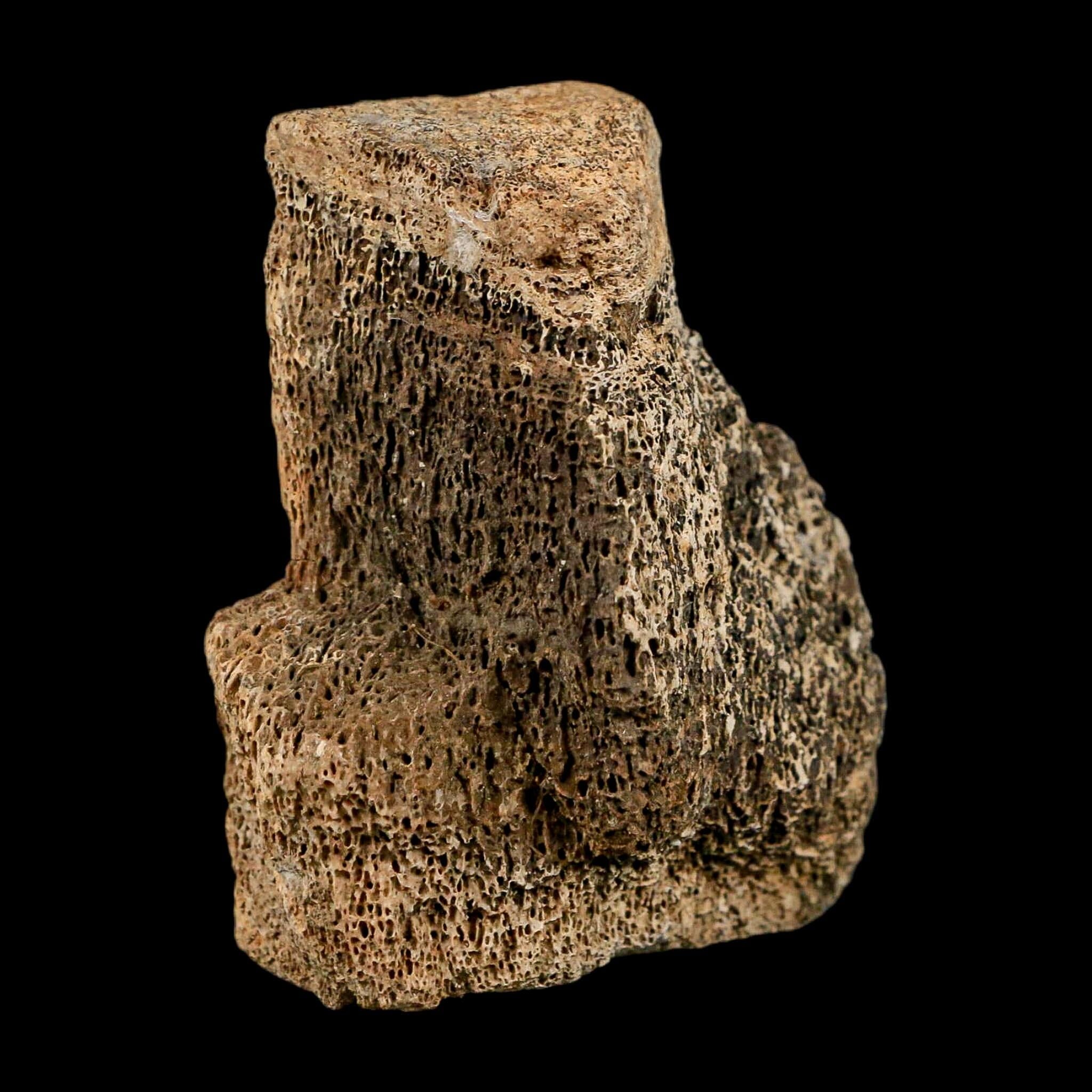 2.4" Hadrosaur Dinosaur Fossil Vertebrae Bone Hell Creek FM MT COA Metal Stand - Fossil Age Minerals