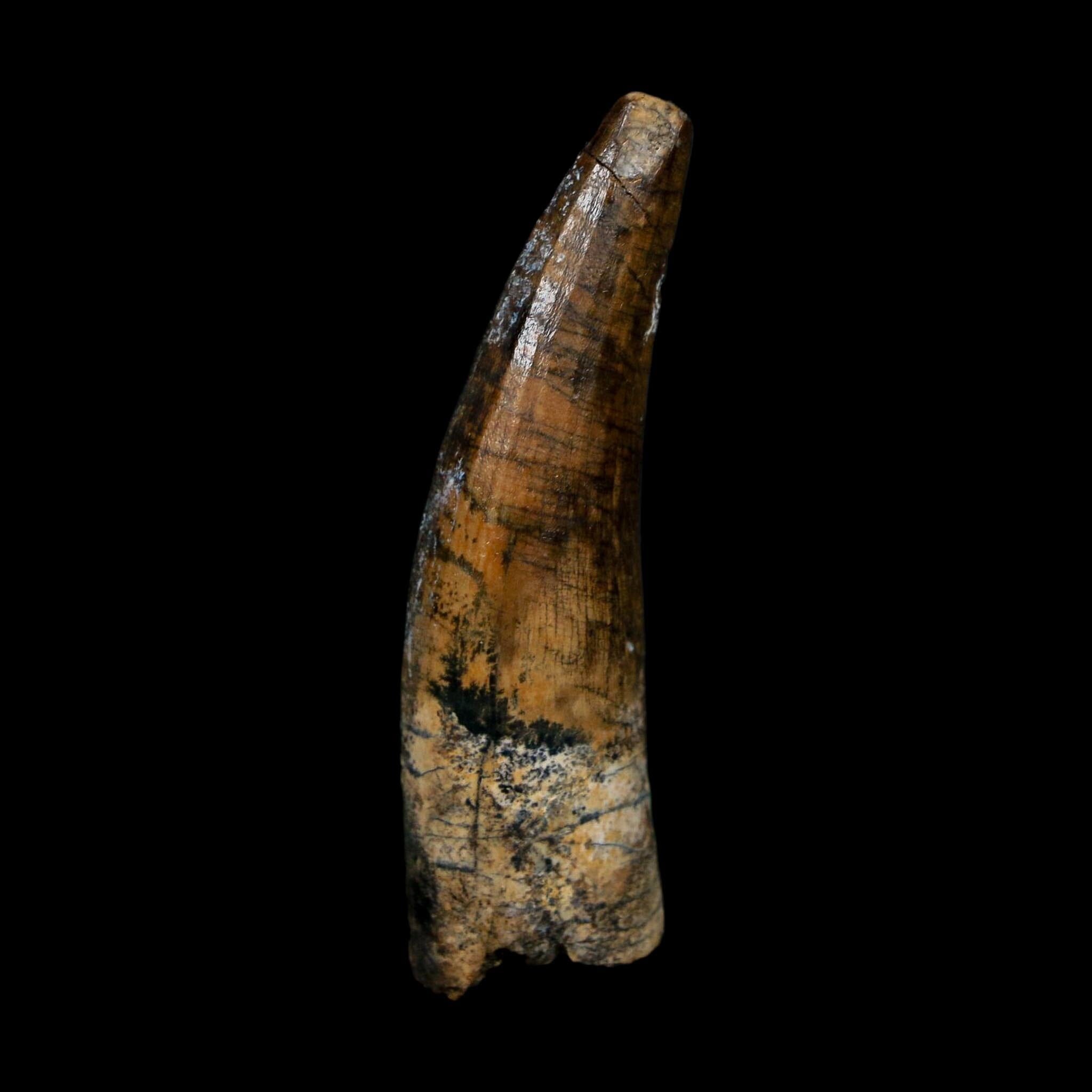 2" Suchomimus Fossil Tooth Cretaceous Spinosaurid Dinosaur Elraz FM Niger COA