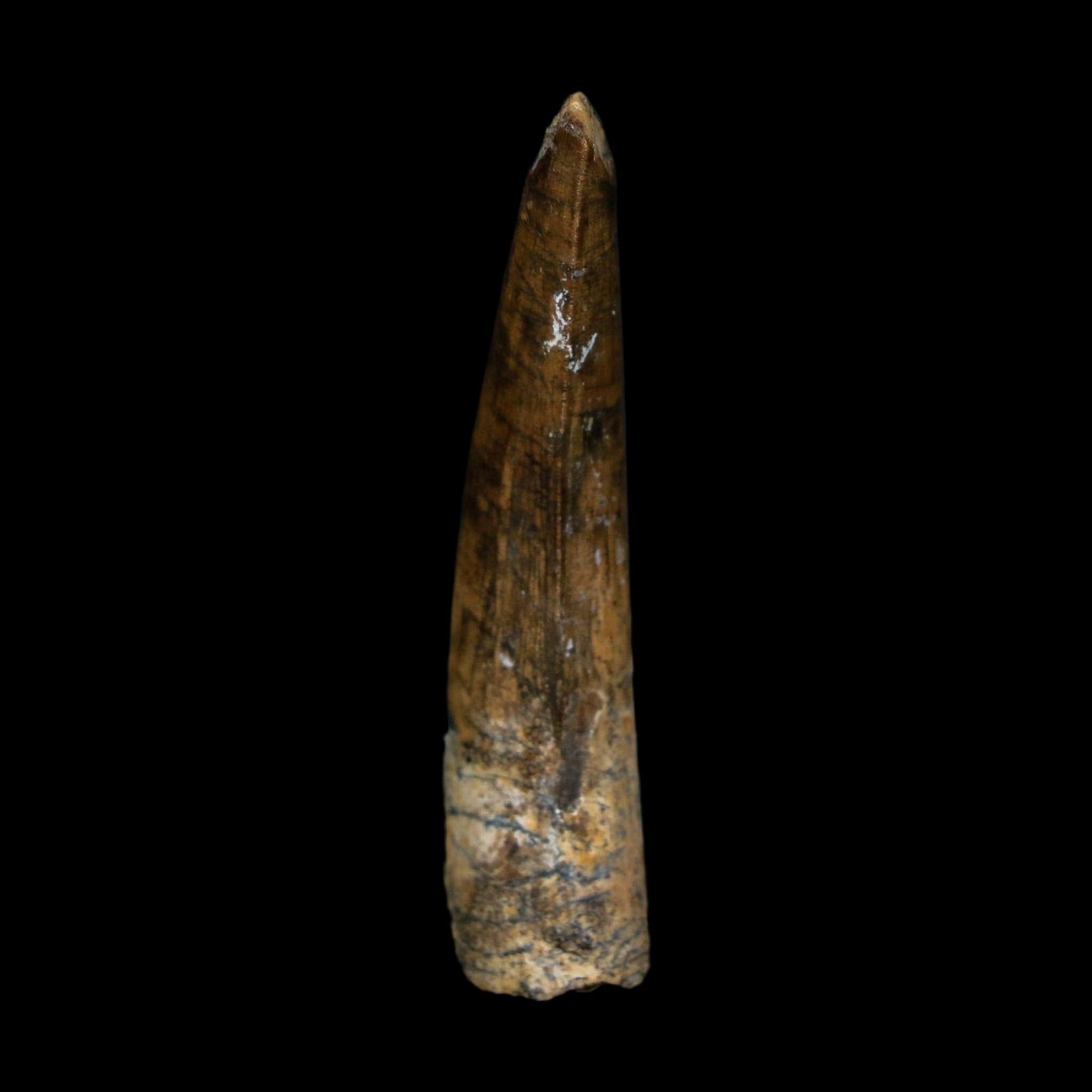 2" Suchomimus Fossil Tooth Cretaceous Spinosaurid Dinosaur Elraz FM Niger COA
