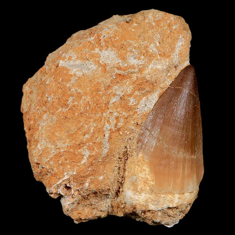 1.8" Mosasaur Prognathodon Fossil Tooth In Matrix Cretaceous Dinosaur Era COA - Fossil Age Minerals