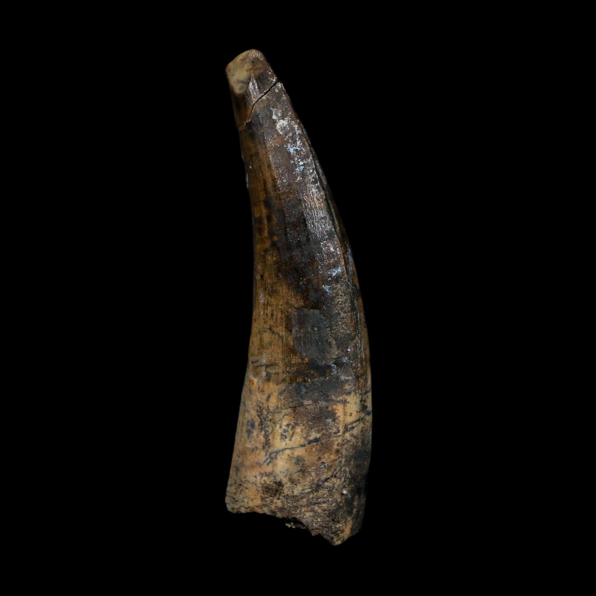 2" Suchomimus Fossil Tooth Cretaceous Spinosaurid Dinosaur Elraz FM Niger COA