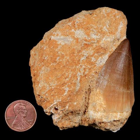 1.8" Mosasaur Prognathodon Fossil Tooth In Matrix Cretaceous Dinosaur Era COA - Fossil Age Minerals