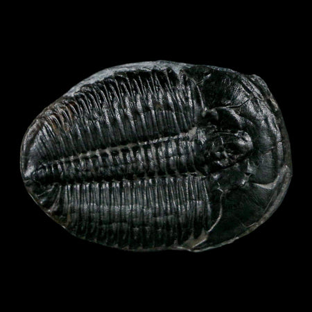 1.4" Elrathia Kingi Trilobite Fossil Utah Cambrian Age 521 Million Years Old COA
