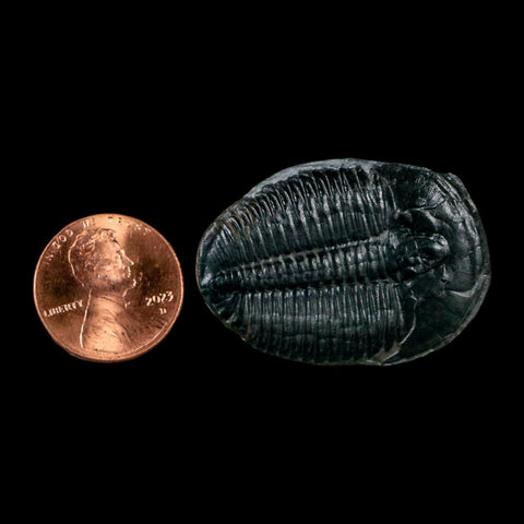 1.4" Elrathia Kingi Trilobite Fossil Utah Cambrian Age 521 Million Years Old COA - Fossil Age Minerals