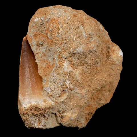 1.8" Mosasaur Prognathodon Fossil Tooth In Matrix Cretaceous Dinosaur Era COA - Fossil Age Minerals