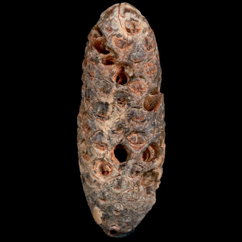 XL 2 Fossil Pine Cone Equicalastrobus Replaced By Agate Eocene Age Seeds Fruit - Fossil Age Minerals