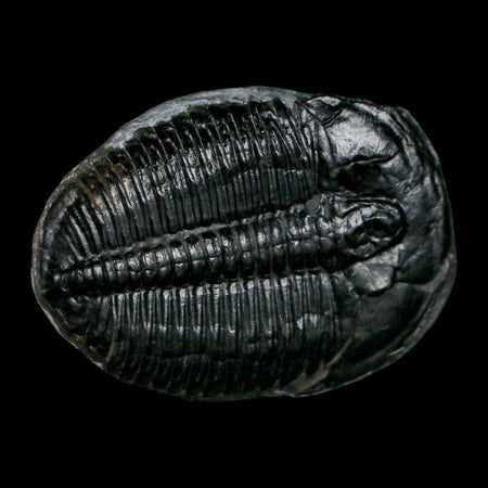 1.4" Elrathia Kingi Trilobite Fossil Utah Cambrian Age 521 Million Years Old COA