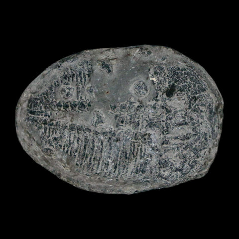 1.4" Elrathia Kingi Trilobite Fossil Utah Cambrian Age 521 Million Years Old COA - Fossil Age Minerals