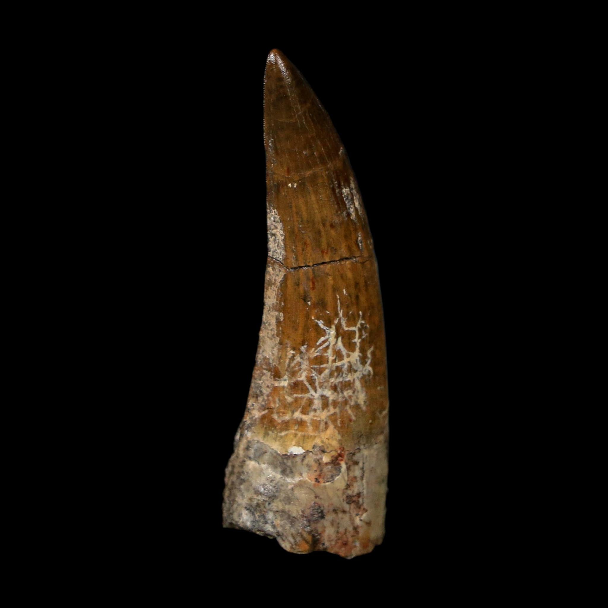 1.6" Suchomimus Fossil Tooth Cretaceous Spinosaurid Dinosaur Elraz FM Niger COA