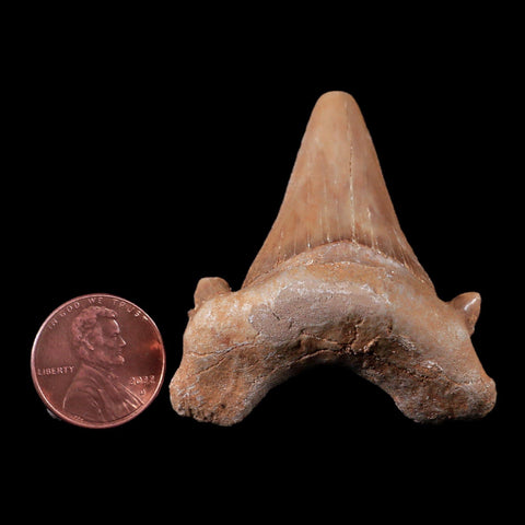 1.9" Otodus Obliquus Shark Fossil Tooth Specimen Oued Zem Morocco COA - Fossil Age Minerals