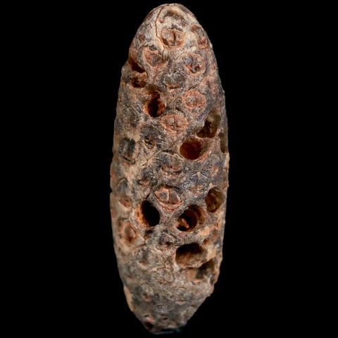 XL 2 Fossil Pine Cone Equicalastrobus Replaced By Agate Eocene Age Seeds Fruit - Fossil Age Minerals