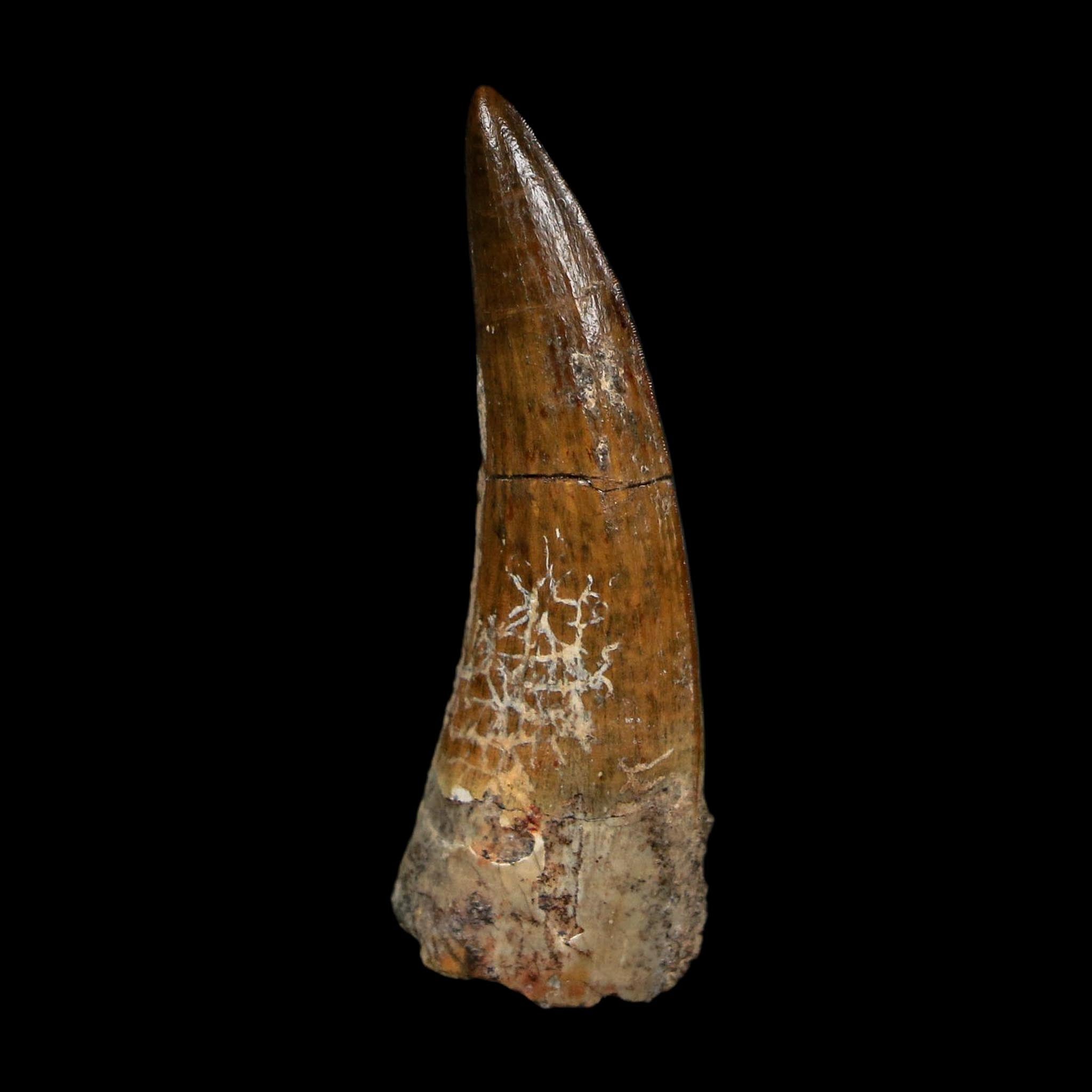 1.6" Suchomimus Fossil Tooth Cretaceous Spinosaurid Dinosaur Elraz FM Niger COA