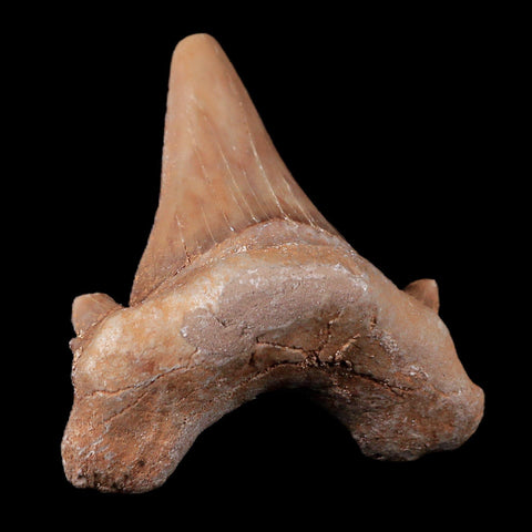 1.9" Otodus Obliquus Shark Fossil Tooth Specimen Oued Zem Morocco COA - Fossil Age Minerals