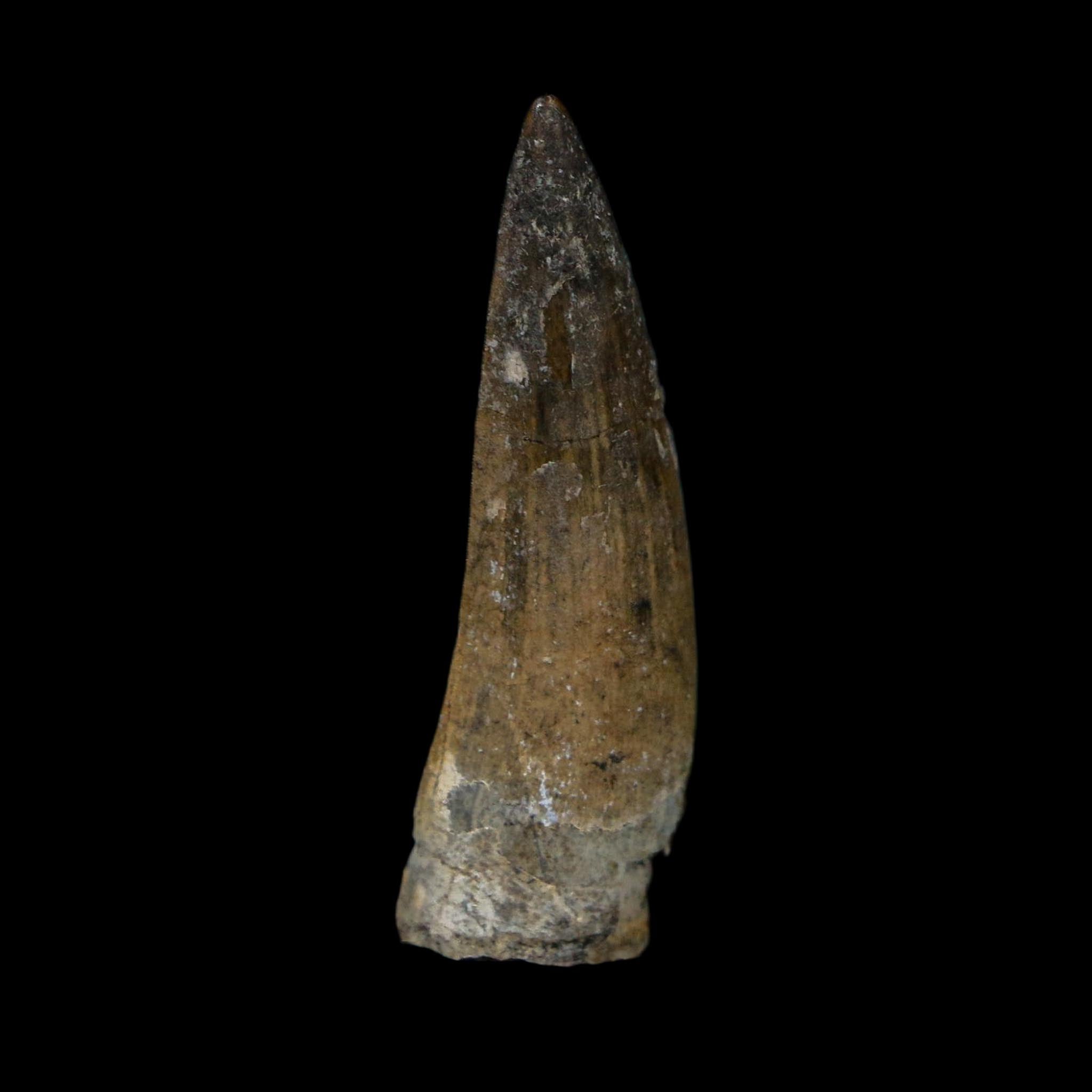 1.4" Suchomimus Fossil Tooth Cretaceous Spinosaurid Dinosaur Elraz FM Niger COA