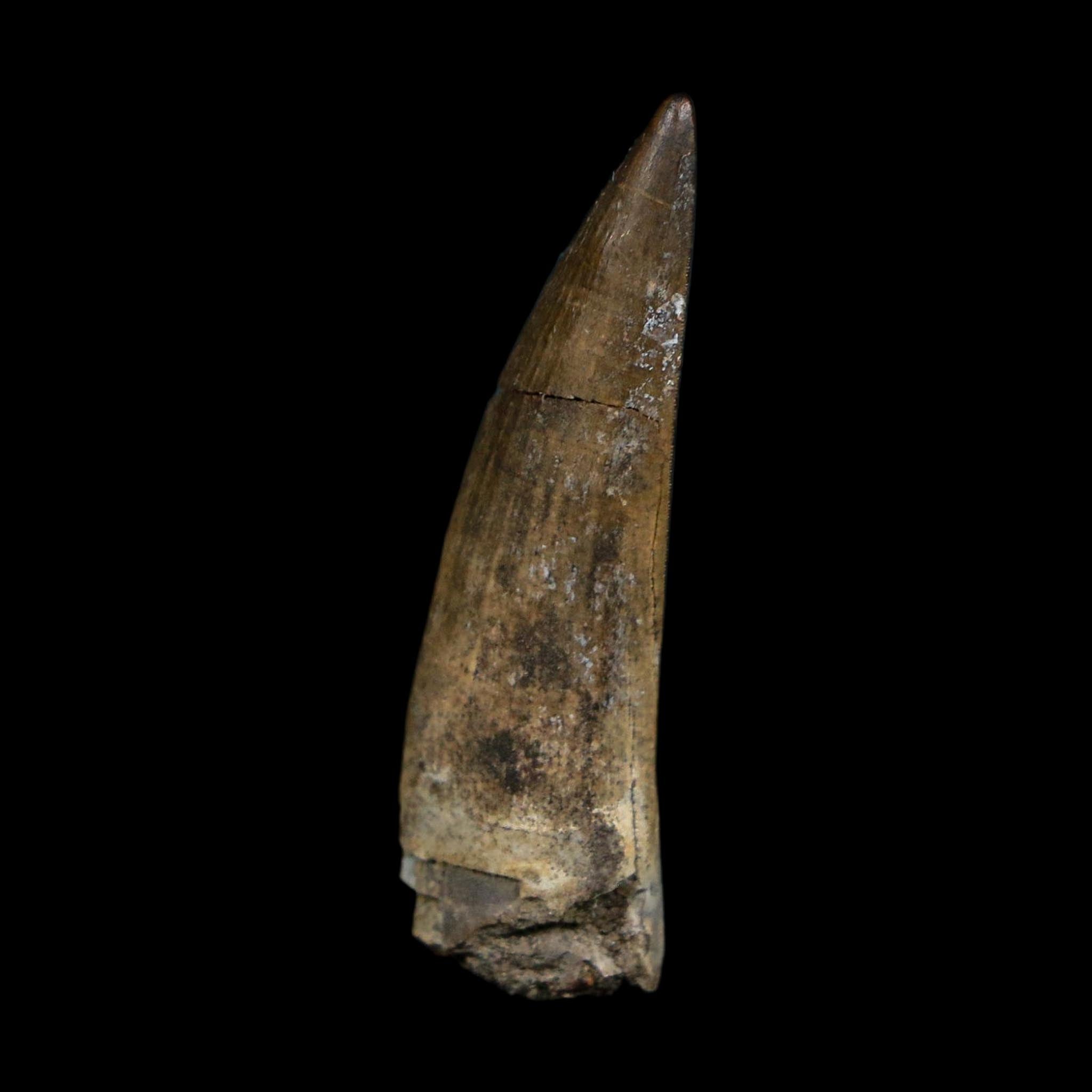 1.4" Suchomimus Fossil Tooth Cretaceous Spinosaurid Dinosaur Elraz FM Niger COA