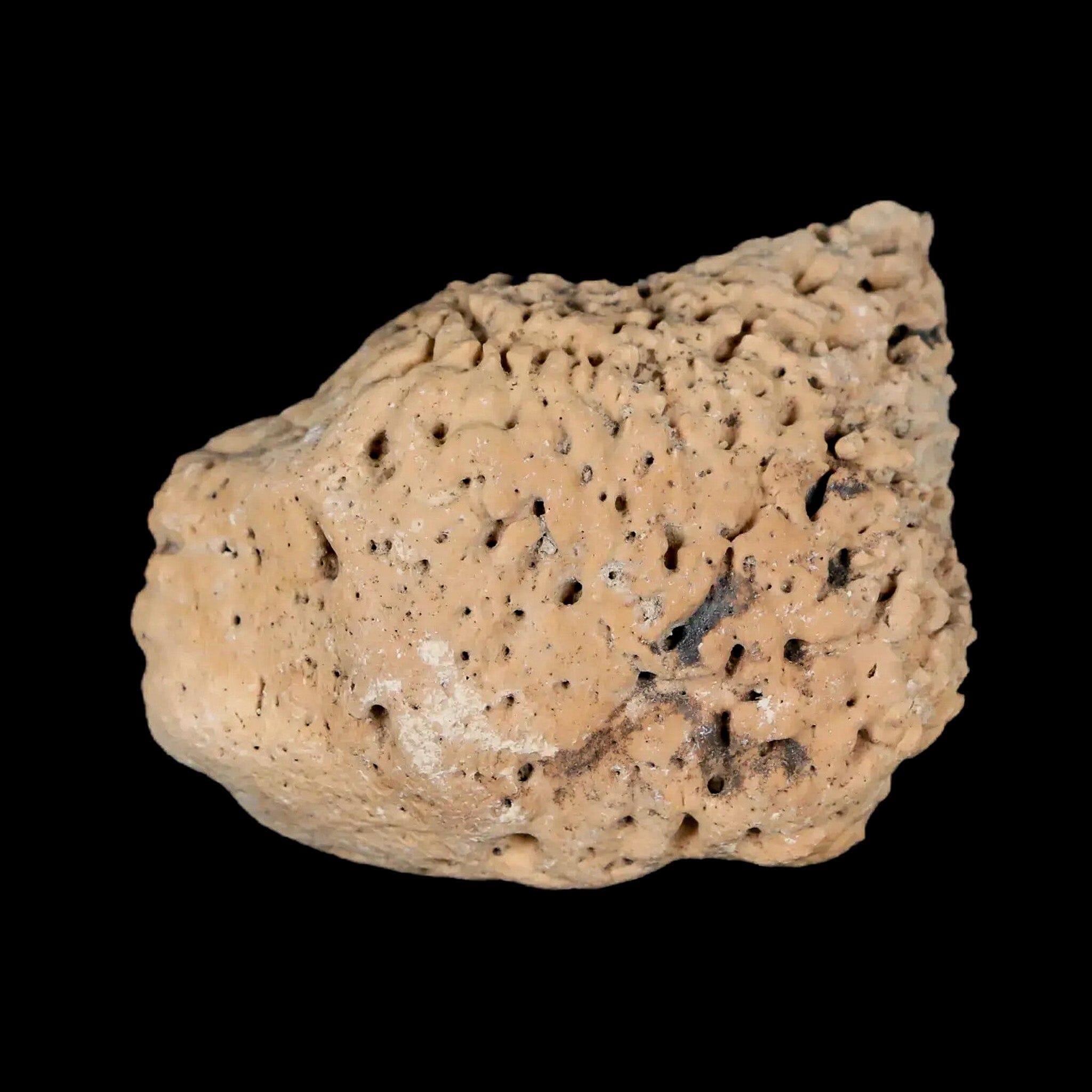 1.8" Glyptodon Fossil Osteoderm Spike Scute Plate Bony Armor Pleistocene Uruguay COA - Fossil Age Minerals