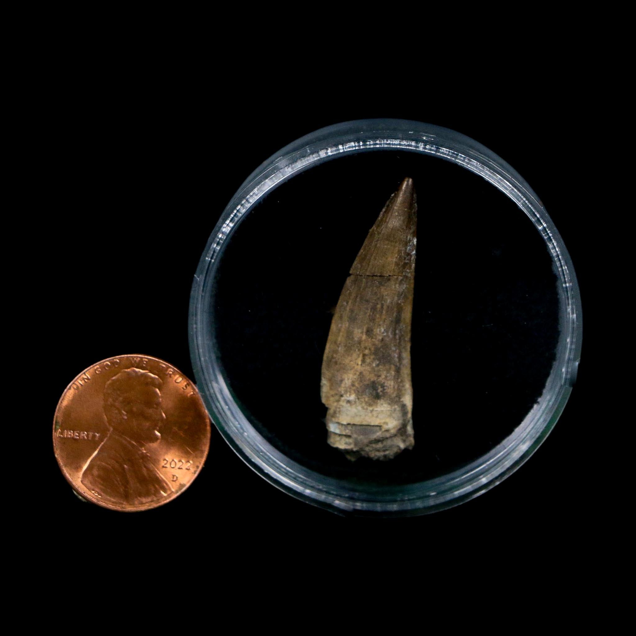 1.4" Suchomimus Fossil Tooth Cretaceous Spinosaurid Dinosaur Elraz FM Niger COA