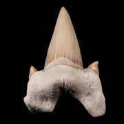 2.1" Otodus Obliquus Shark Fossil Tooth Specimen Oued Zem Morocco COA