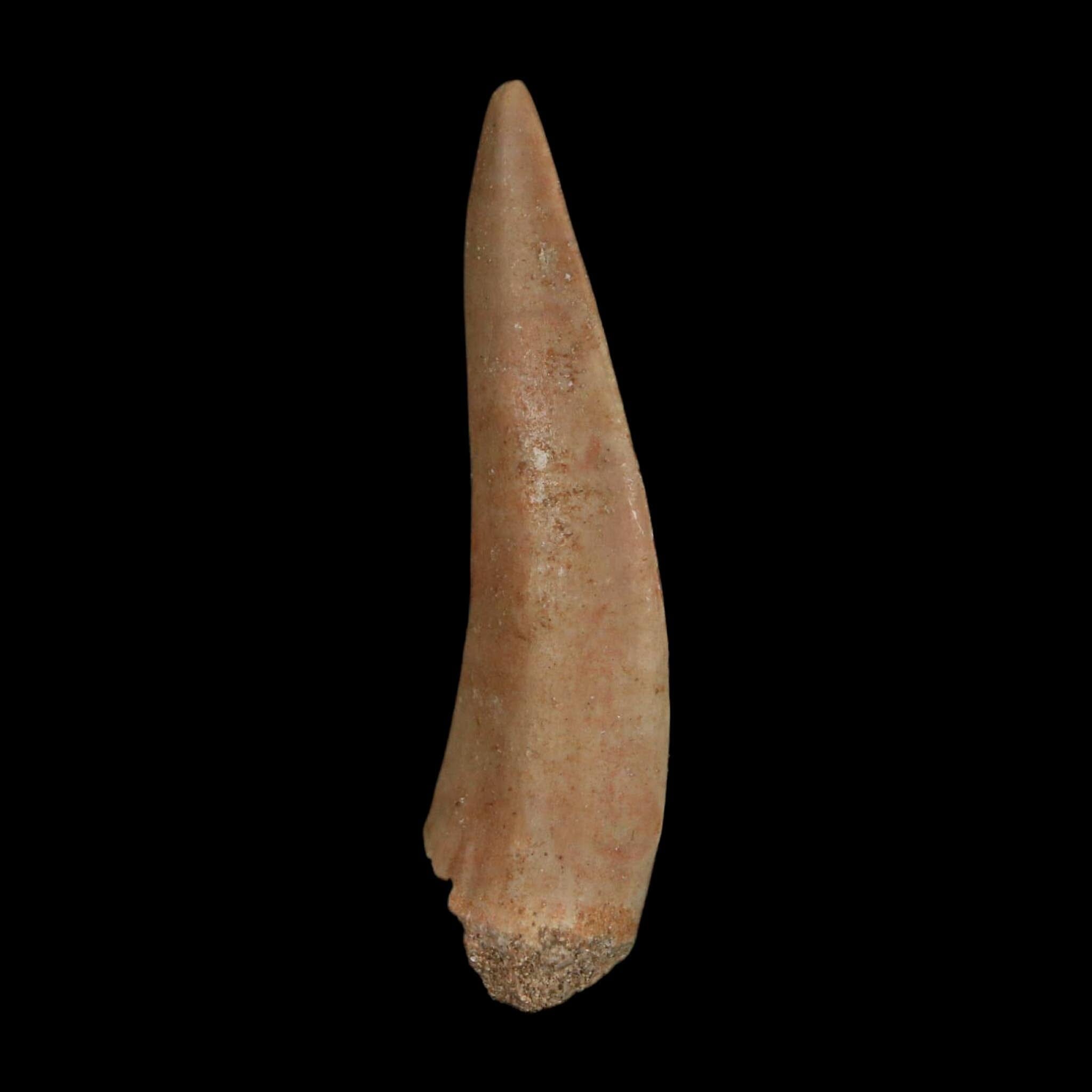 XL 2.1" Saber Toothed Herring Fossil Fang Enchodus Libycus Cretaceous COA Stand - Fossil Age Minerals