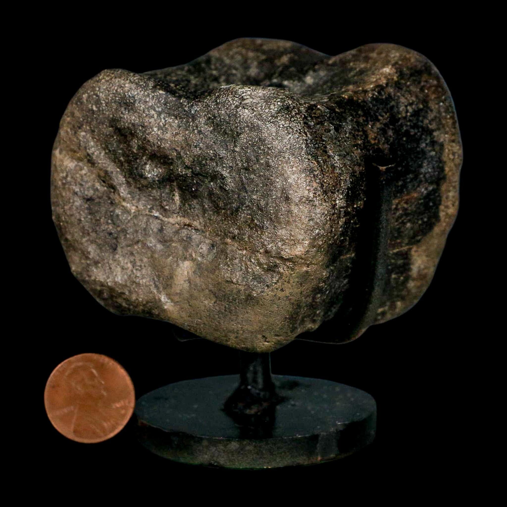 2.6" Maiasaura Hadrosaur Dinosaur Vertebrae Bone Fossil Two Medicine FM MT COA - Fossil Age Minerals