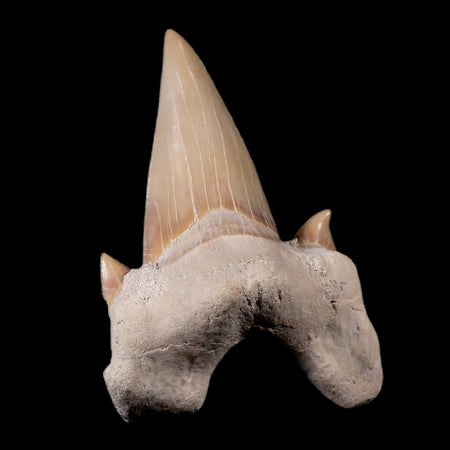 2.1" Otodus Obliquus Shark Fossil Tooth Specimen Oued Zem Morocco COA