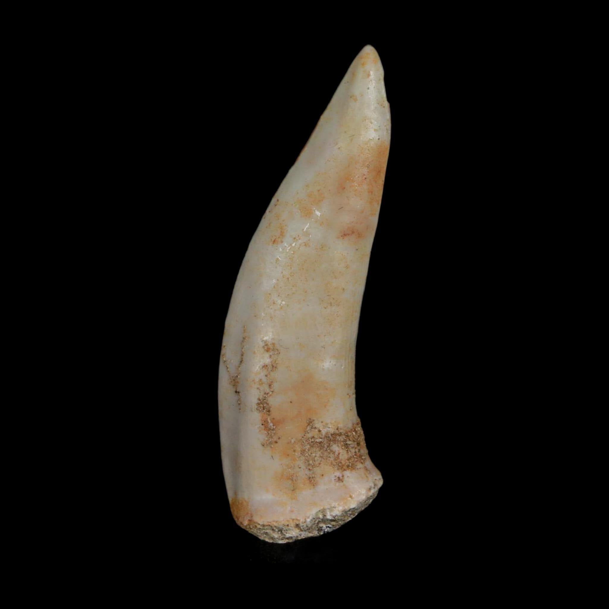 XL 2.1" Saber Toothed Herring Fossil Fang Enchodus Libycus Cretaceous COA Stand - Fossil Age Minerals