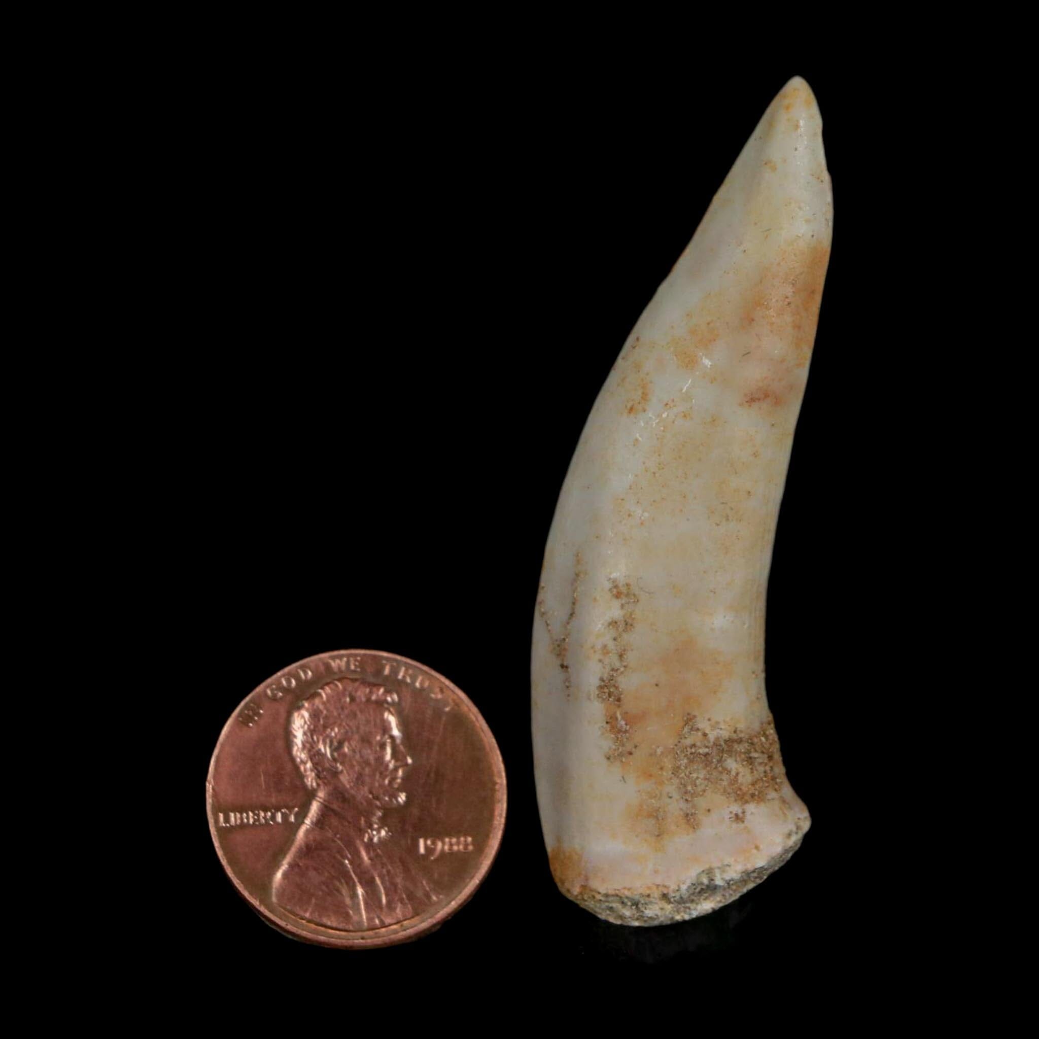 XL 2.1" Saber Toothed Herring Fossil Fang Enchodus Libycus Cretaceous COA Stand - Fossil Age Minerals