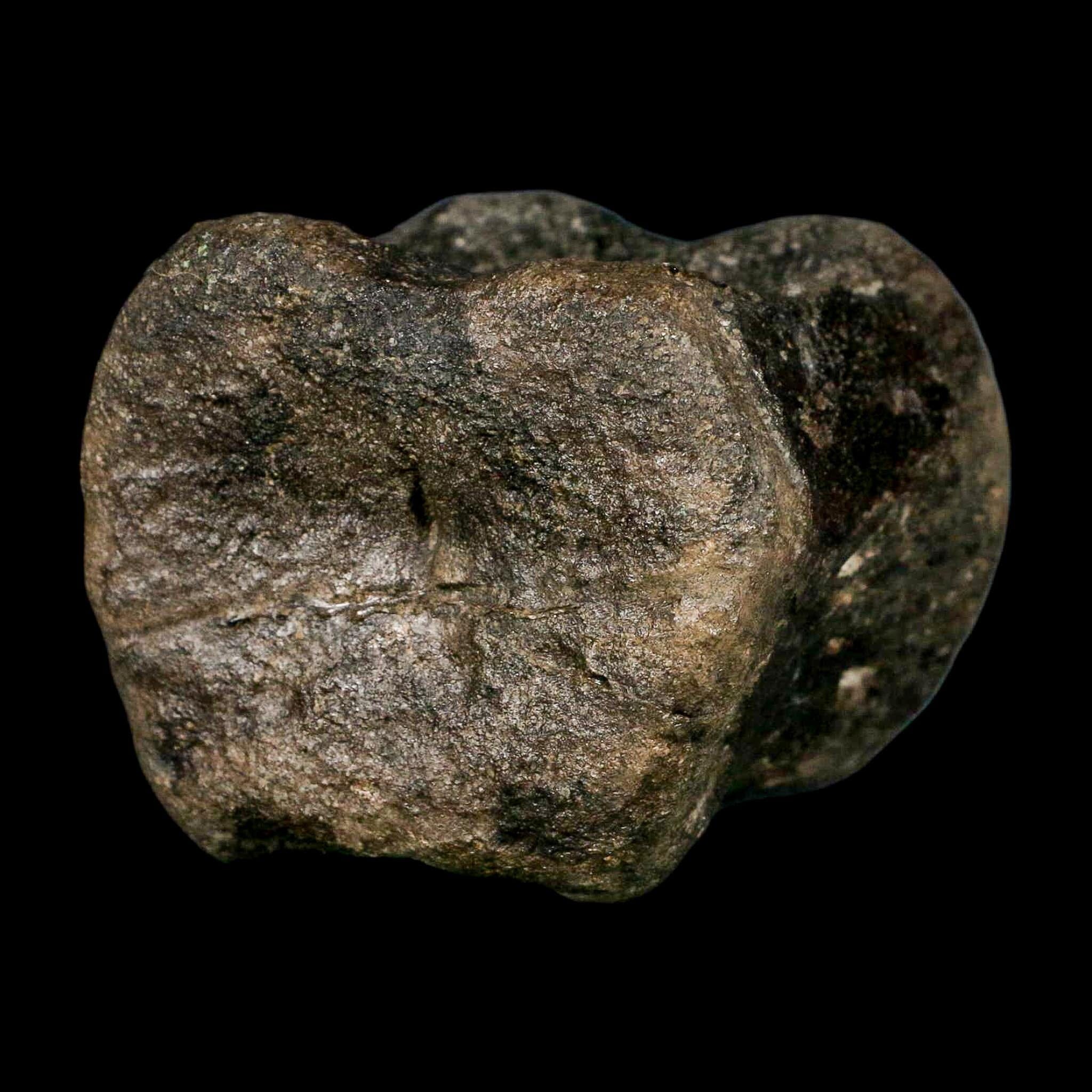 2.6" Maiasaura Hadrosaur Dinosaur Vertebrae Bone Fossil Two Medicine FM MT COA - Fossil Age Minerals
