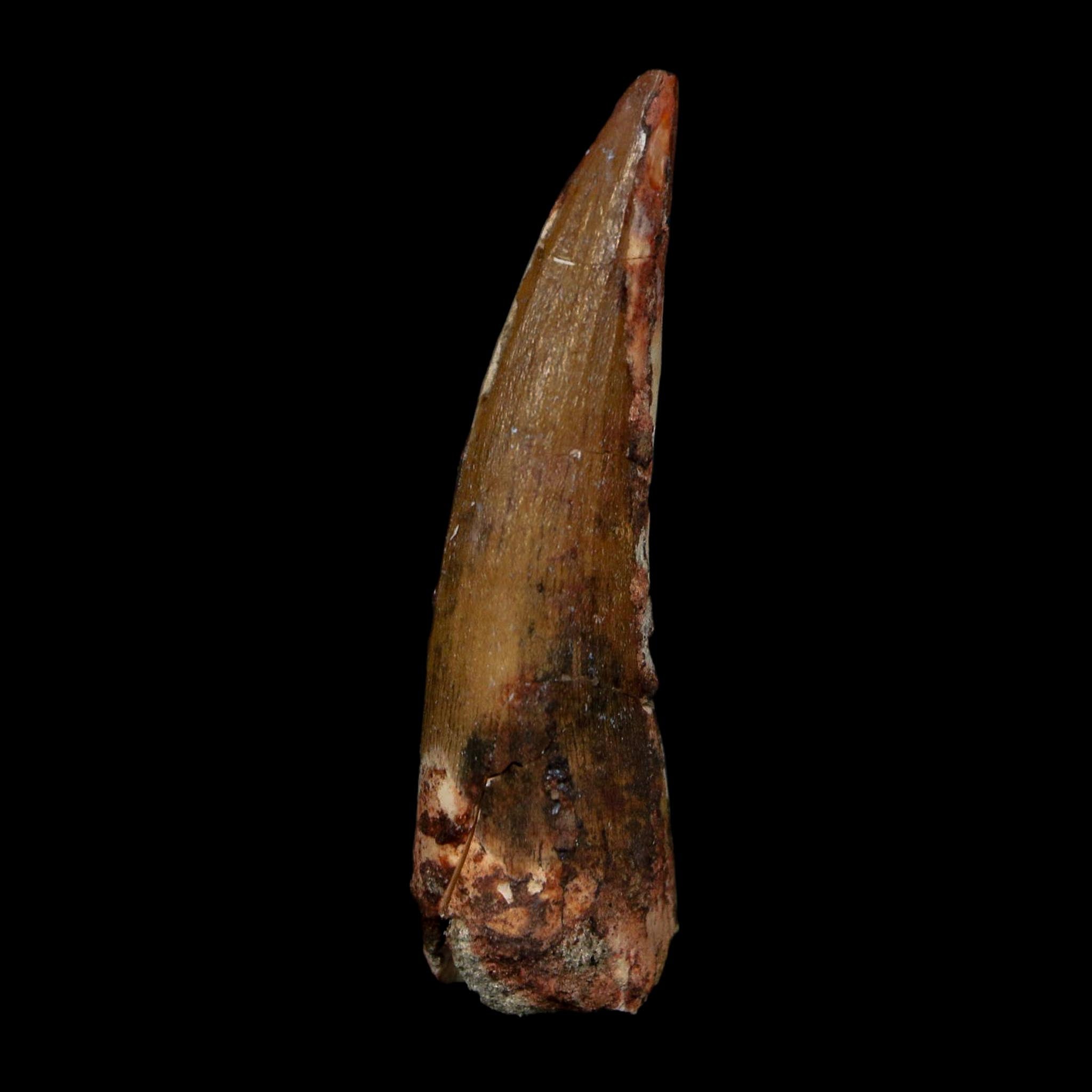 2.1" Suchomimus Fossil Tooth Cretaceous Spinosaurid Dinosaur Elraz FM Niger COA