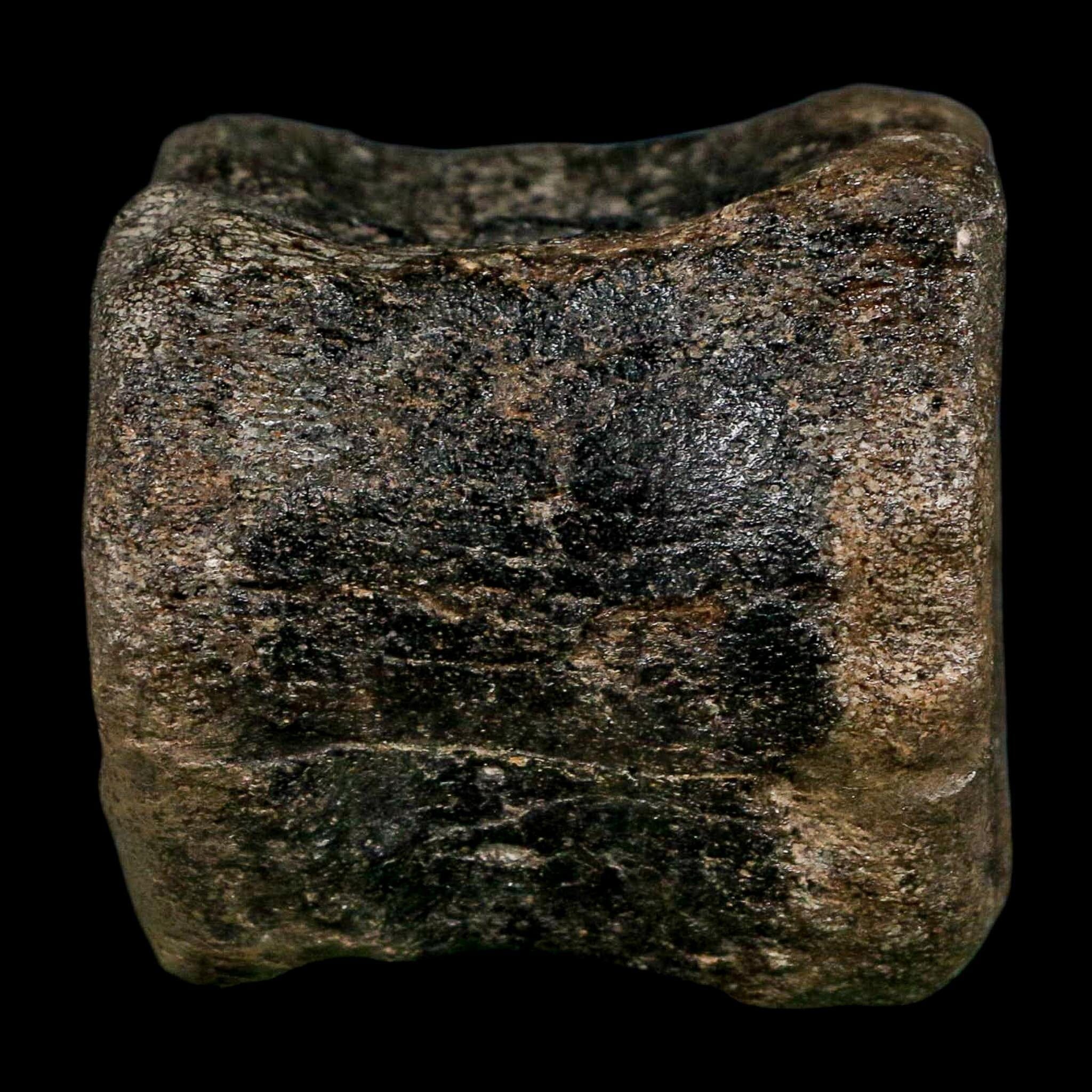 2.6" Maiasaura Hadrosaur Dinosaur Vertebrae Bone Fossil Two Medicine FM MT COA - Fossil Age Minerals