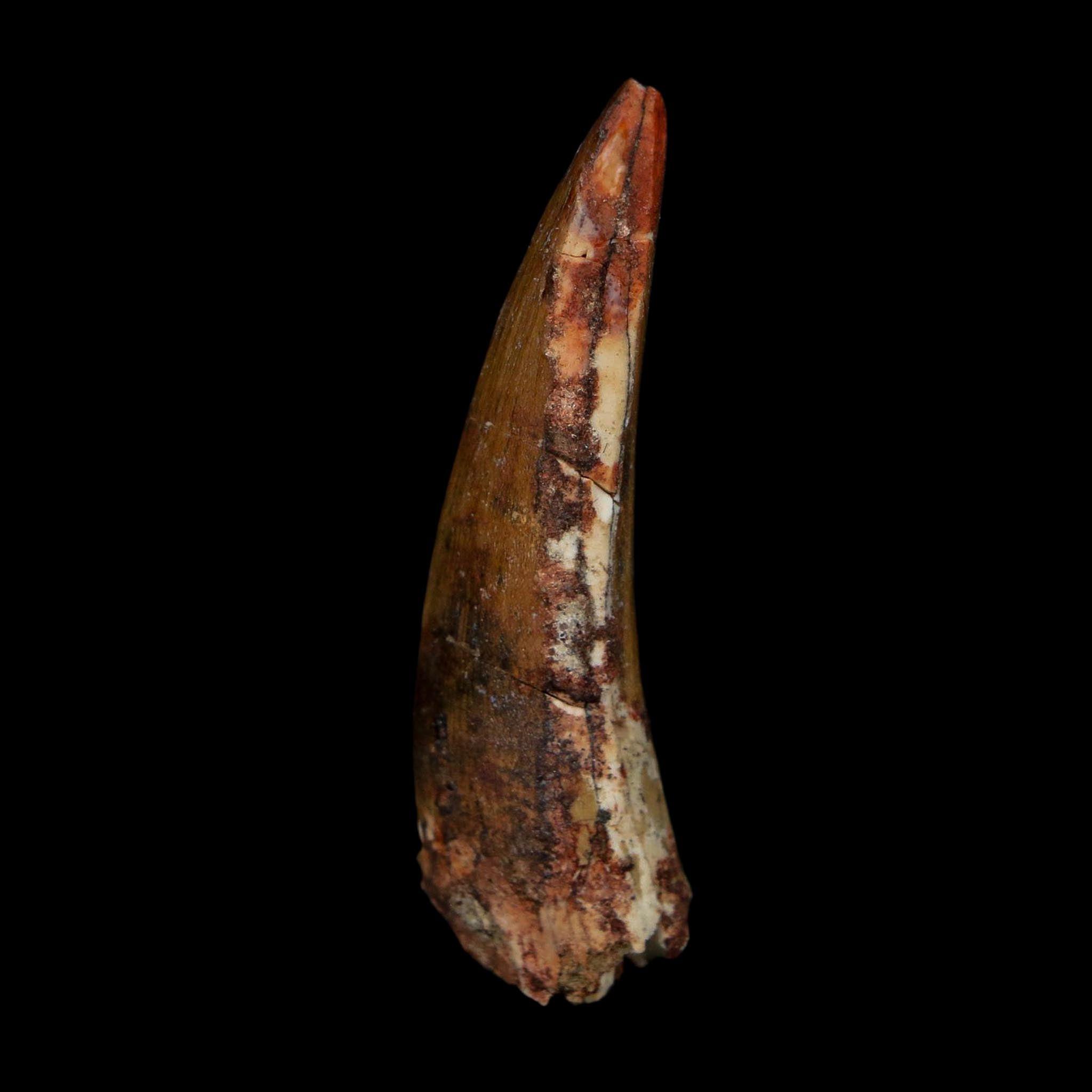 2.1" Suchomimus Fossil Tooth Cretaceous Spinosaurid Dinosaur Elraz FM Niger COA